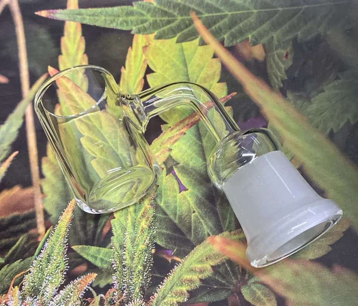 Banger para Wax Hembra 19 mm 263